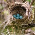 Blue Jay Eggs