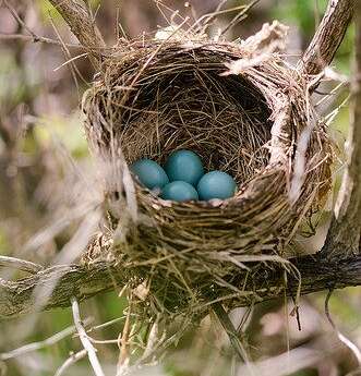 Blue Jay Eggs