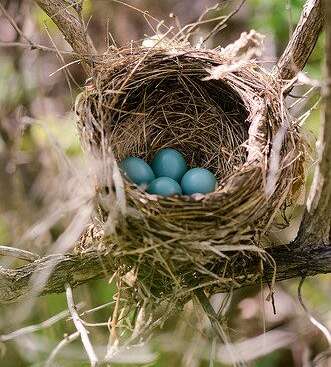 Blue Jay Eggs