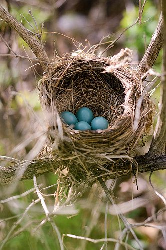 Blue Jay Eggs
